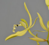 Coelogyne brachyptera. Close-up side.