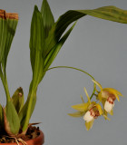 Coelogyne marmorata