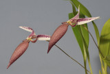 Bulbophyllum ascochilum
