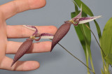 Bulbophyllum ascochilum. With hand.