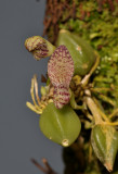 Bulbophyllum centrosemiflorum. Closer.