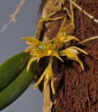 Bulbophyllum flammuliferum
