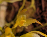 Bulbophyllum flammuliferum. Close-up.