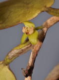 Bulbophyllum macrorhopalon