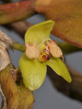 Bulbophyllum macrorhopalon. Close-up.