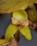 Bulbophyllum macrorhopalon. Close-up front.