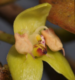Bulbophyllum macrorhopalon. Close-up lip.