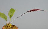 Bulbophyllum negrosianum