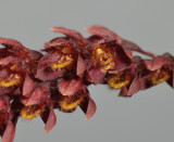 Bulbophyllum negrosianum. Close-up.