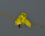 Bulbophyllum orbiculare subsp. cassideum. Close-up.