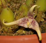 Bulbophyllum variculosum aff.