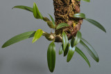 Bulbophyllum olorinum
