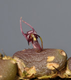 Bulbophyllum olorinum. Close-up.