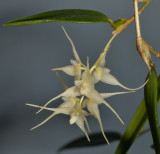 Bulbophyllum trifilum subsp. trifilum. Closer.