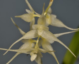 Bulbophyllum trifilum subsp. trifilum. Close-up.