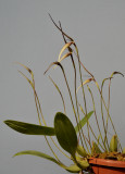 Bulbophyllum urosepalum