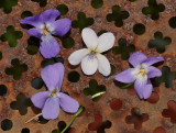 Viola hirsuta. Various types.