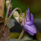 Viola labradorica. Close-up side.