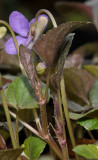 Viola labradorica. Detail.