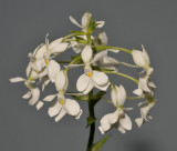 Calanthe coodei. Closer.