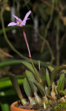 Cattleya liliputana