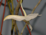 Dendrobium coweniorum. Close-up side.