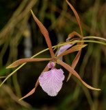 Encyclia bractescens. Close-up.