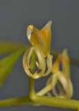 Liparis nugentae. Close-up.