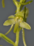 Platanthera chlorantha. Close-up.