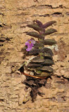Schoenorchis pygmaea