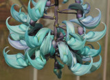 Strongylodon macrobotrys