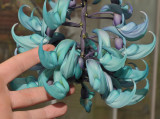 Strongylodon macrobotrys. With hand.