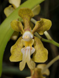 Vanda motesiana. Close-up.