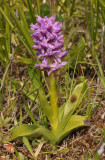 Dactylorhiza majalis subsp. praetermissa mutant.