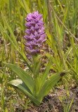 Dactylorhiza majalis subsp. praetermissa mutant