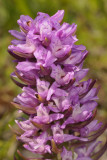 Dactylorhiza majalis subsp. praetermissa mutant. Closer.