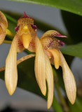 Bulbophyllum bicolor. Close-up.