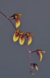 Bulbophyllum hengstumianum. Closer.