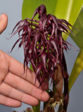 Bulbophyllum lasianthum. Closer with hand.