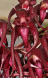 Bulbophyllum lasianthum. Close-up.