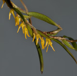 Bulbophyllum pseudoserrulatum. Closer.