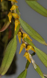 Bulbophyllum pseudoserrulatum. Closer.