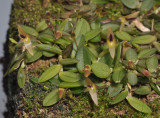Bulbophyllum sp. sect. Monanthes.
