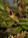 Bulbophyllum sp. sect. Monanthes. Close-up.