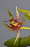 Bulbophyllum xyphoglossum. Close-up.
