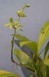 Coelogyne mayeriana