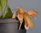 Coelogyne salmonicolor. Closer.