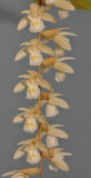 Coelogyne venusta. Closer.