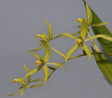 Coelogyne verrucosa. Closer.