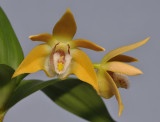 Dendrobium fleckeri. Closer.